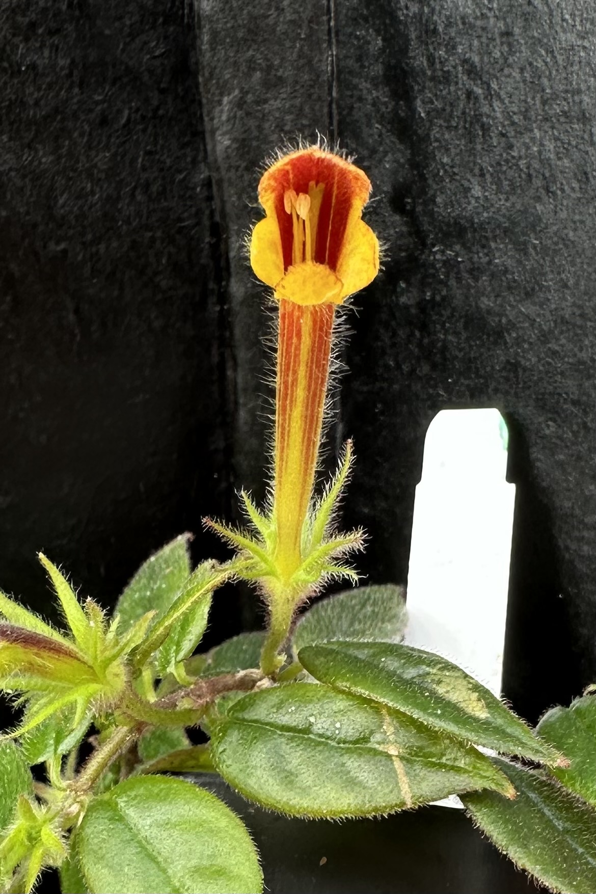 http://www.cloudjungle.com/cloudjungle/gesneriaceae/columnea/columnea midget flower throat.jpeg